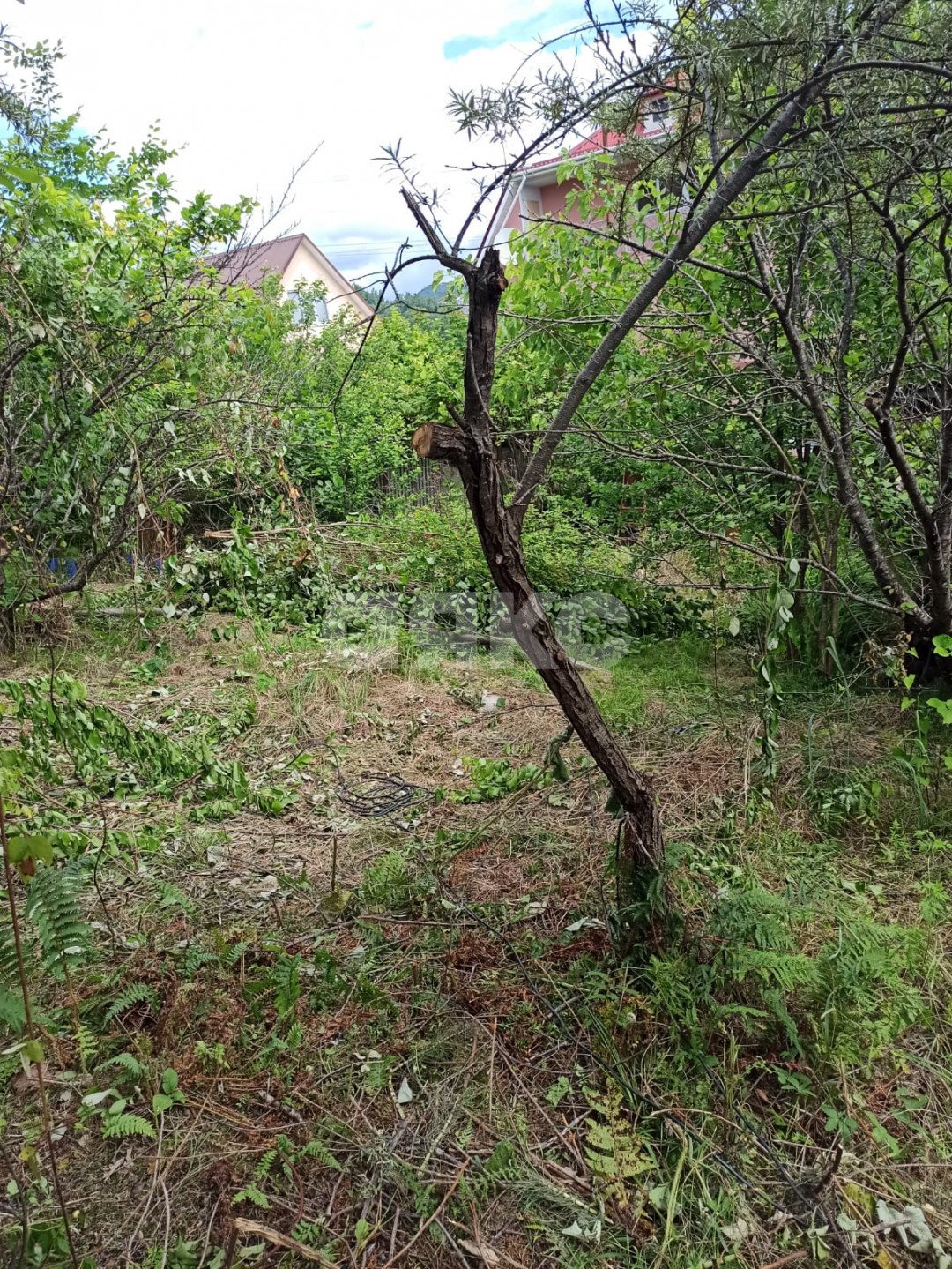 Фото №5: Участок садоводство 6.5 сот. - Сочи, Отдых, 5