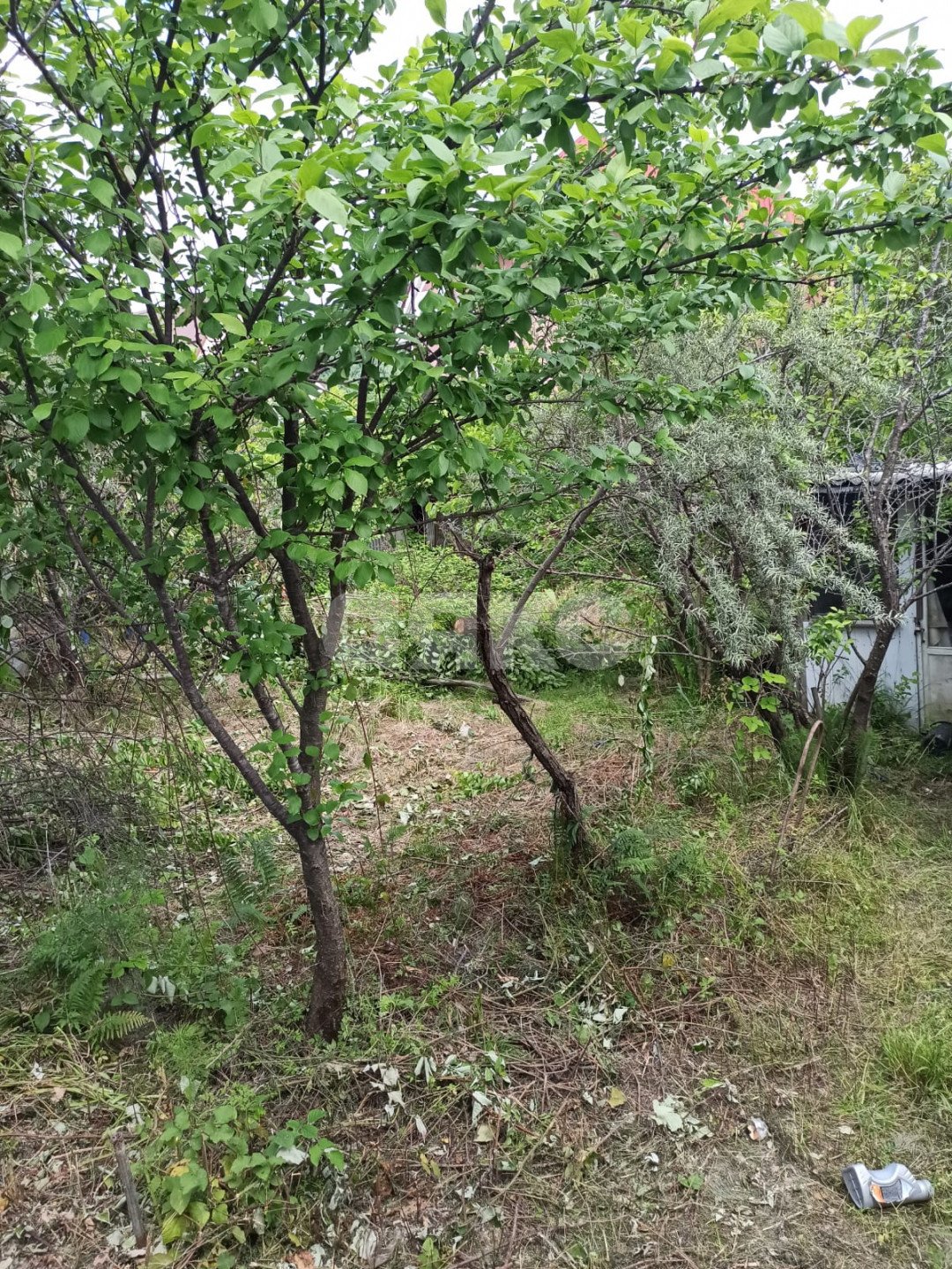 Фото №2: Участок садоводство 6.5 сот. - Сочи, Отдых, 5