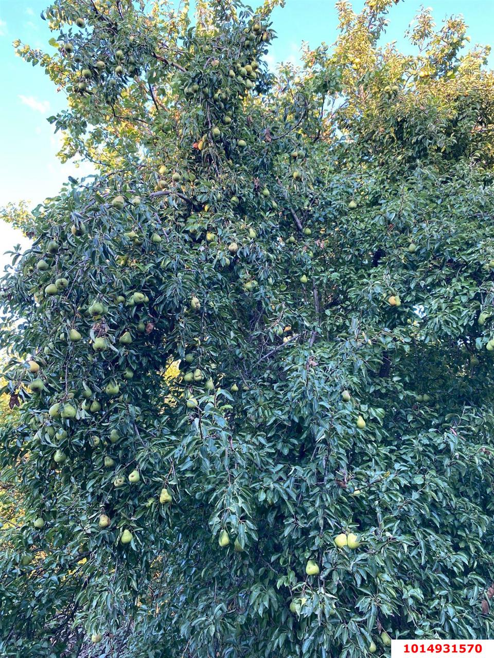 Фото №2: Участок садоводство 15.8 сот. - Октябрьский, Тополь, ул. Луговая, 37