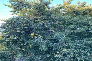 Фото №2: Дом 80 м² - Октябрьский, ст Тополь, ул. Луговая, 37