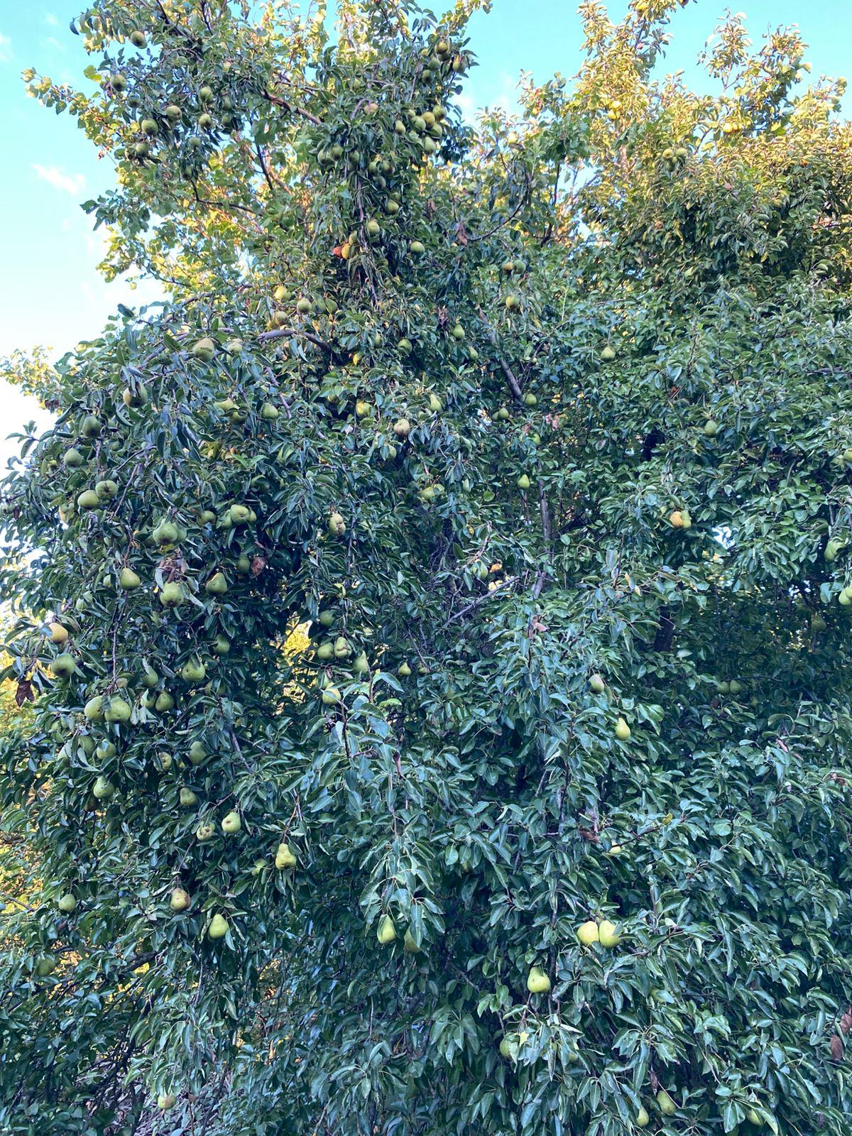 Фото №2: Дом 80 м² + 16 сот. - Октябрьский, Прикубанский внутригородской округ, ст Тополь, ул. Луговая, 37