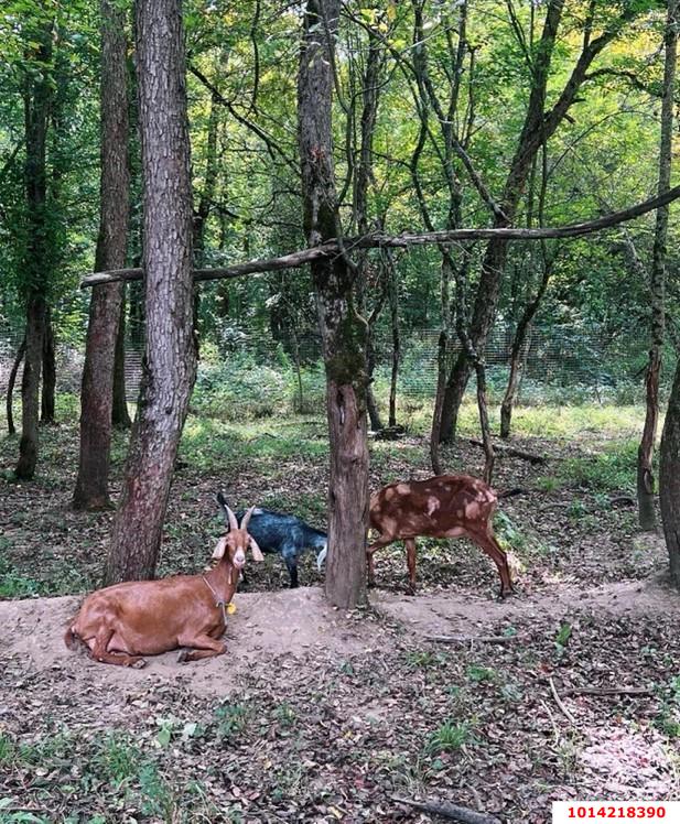 Фото №15: Готовый бизнес 100 м² - Лесная Быль