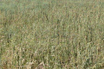 Фото №3: Личное подсобное хозяйство 91 сот. - Северный, ул. Будённого, 16