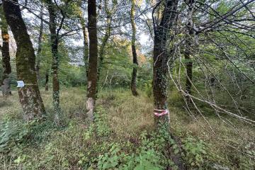 Фото №5: Земельный участок 5 сот. - Полковничий, ул. Лесная, 15