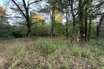 Фото №4: Земельный участок 5 сот. - Полковничий, ул. Лесная, 15