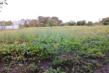 Фото №2: Земельный участок 19.87 сот. - Ивановская, ул. Жлобы, 20