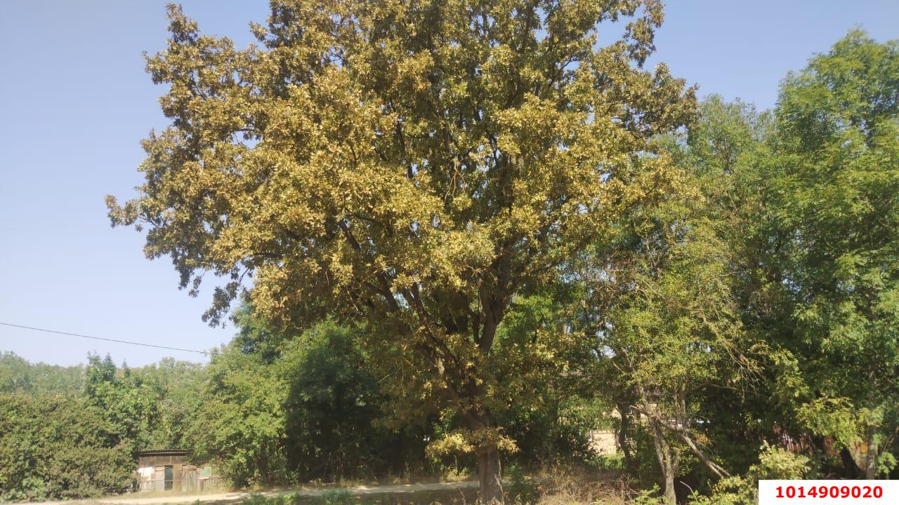 Фото №10: Личное подсобное хозяйство 20 сот. - Новоалексеевский, ул. Центральная, 10