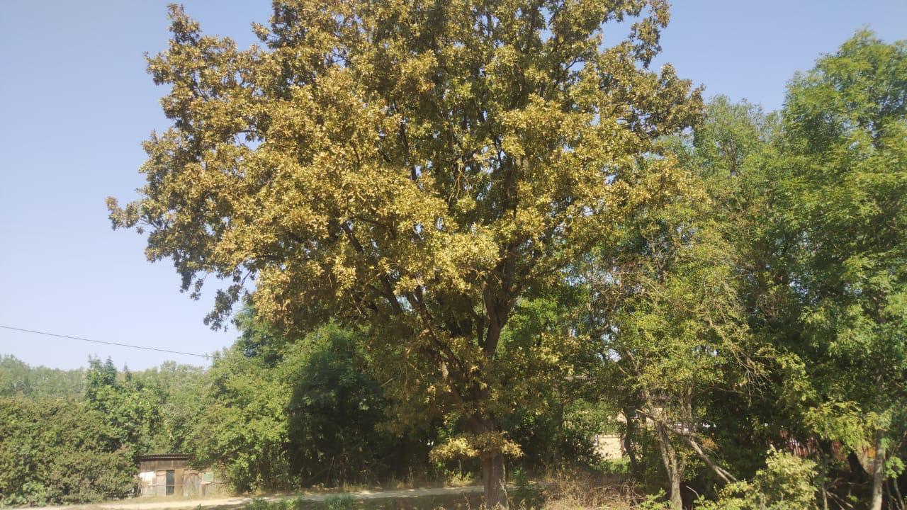 Фото №10: Коммерция 20 м² - Новоалексеевский, ул. Центральная, 10