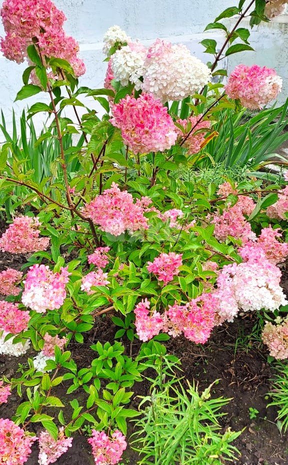 Фото №22: Дача 60 м² + 4.1 сот. - СНТ Нефтехимик 2, 1726