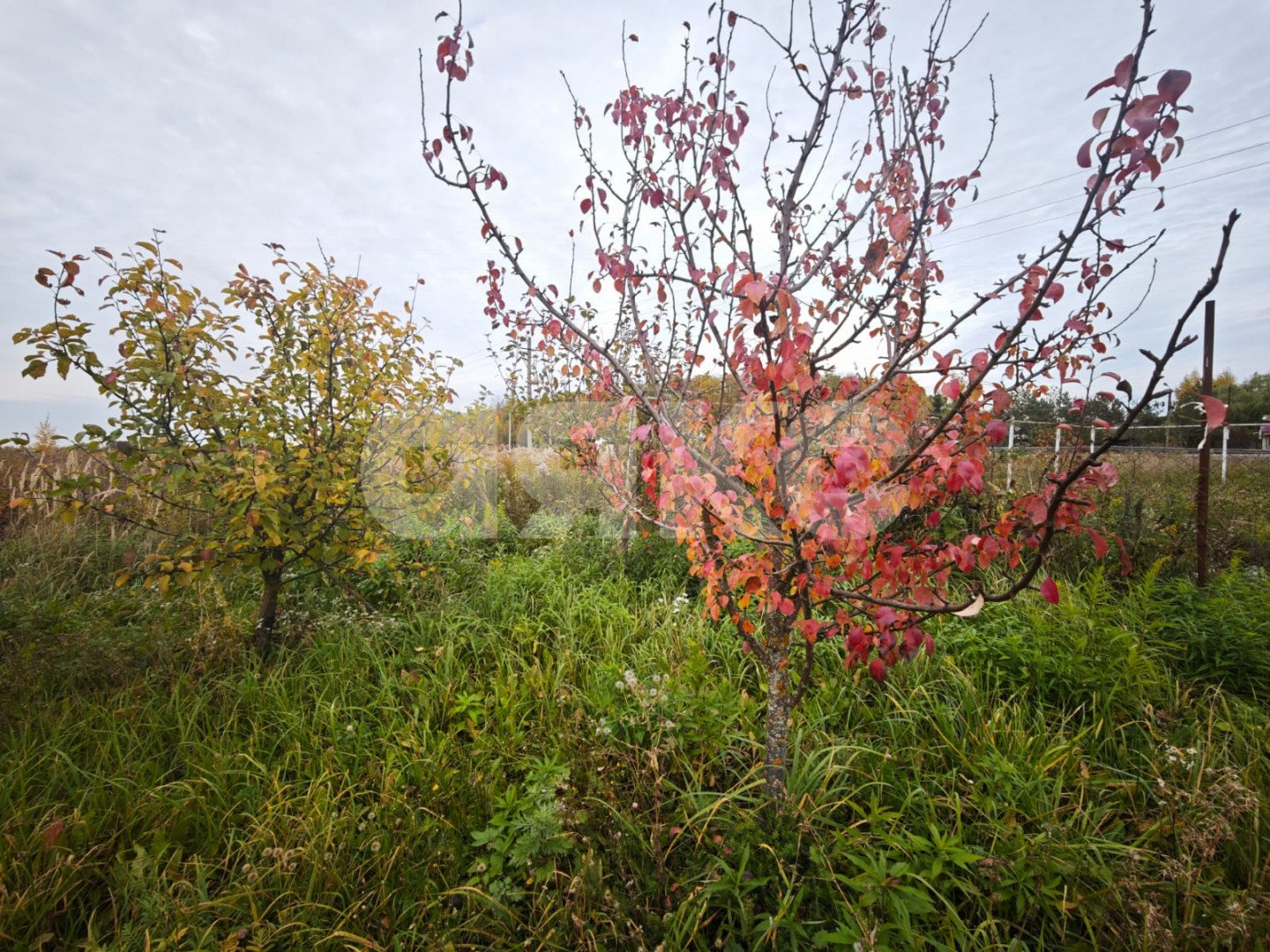 Фото №8: Земельный участок под ИЖС 20 сот. - Самохваловка