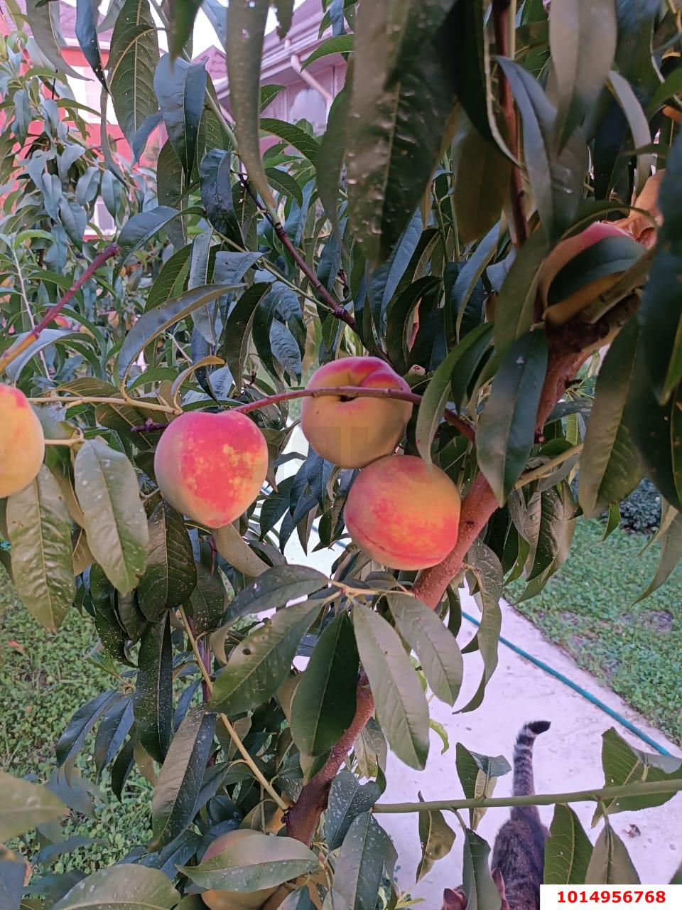 Фото №18: Дом 122 м² + 6 сот. - Динская, ул. Новая, 24А