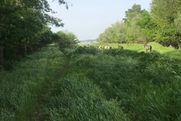 Фото №2: Земельный участок под ИЖС 25 сот. - Хаштук, ул. Набережная, 8