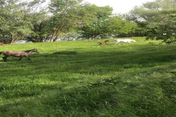 Фото №3: Земельный участок 25 сот. - Хаштук, ул. Набережная, 8