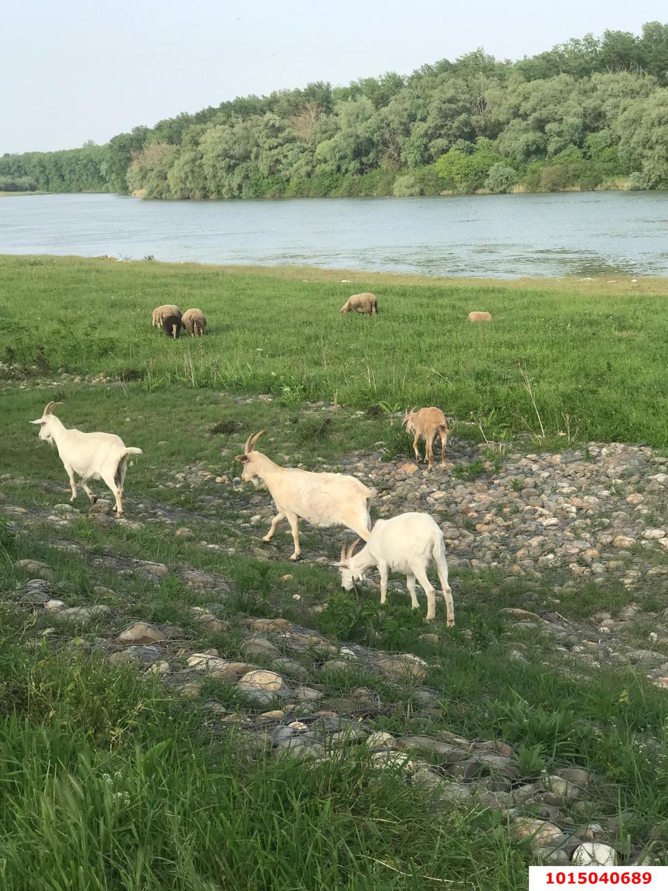 Фото №6: Земельный участок 25 сот. - Хаштук, ул. Набережная, 8