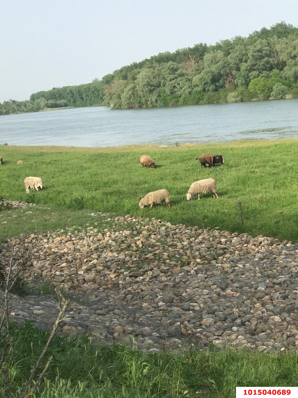 Фото №7: Земельный участок под ИЖС 25 сот. - Хаштук, ул. Набережная, 8