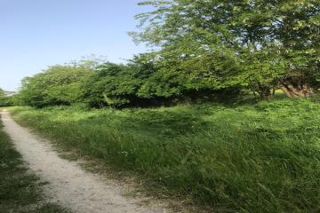 Фото №4: Земельный участок 25 сот. - Хаштук, ул. Набережная, 8