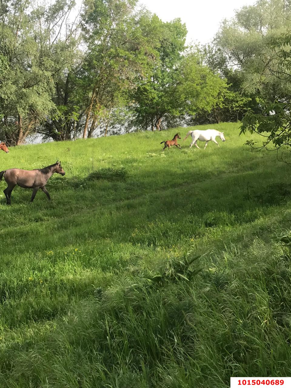 Фото №3: Земельный участок под ИЖС 25 сот. - Хаштук, ул. Набережная, 8