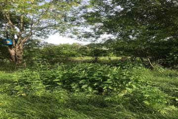 Фото №5: Земельный участок 25 сот. - Хаштук, ул. Набережная, 8