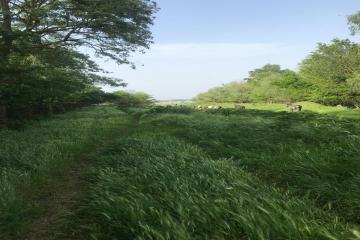 Фото №2: Земельный участок 25 сот. - Хаштук, ул. Набережная, 8