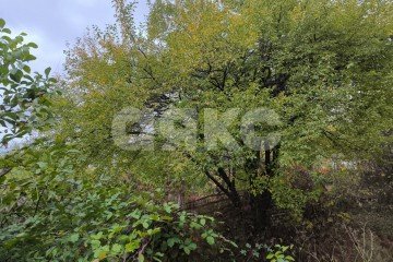 Фото №2: Участок садоводство - Армавир, мкр. 1-е Отделение, ул. Тенистая, 717