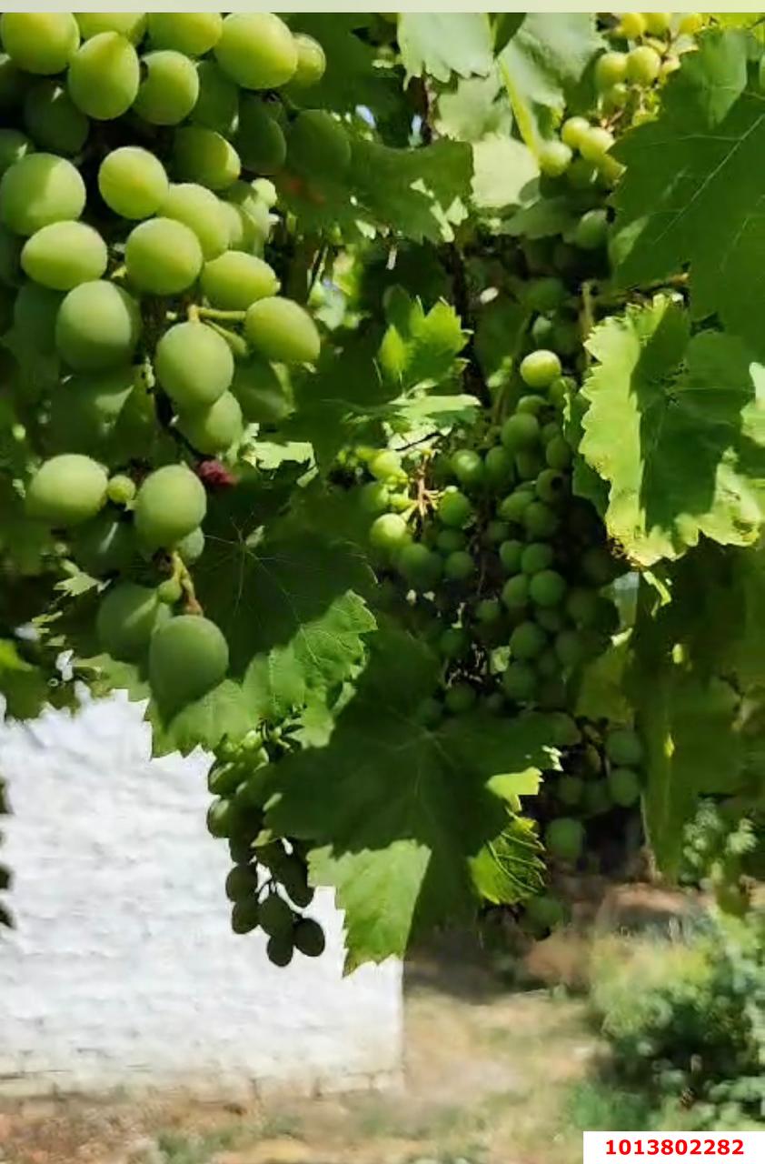 Фото №9: Дом 50 м² + 6.68 сот. - Елизаветинская, Голубая Нива, ул. Яблоневая, 64