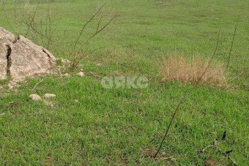 Фото №4: Земельный участок под ИЖС - Ильичевское, ул. Комбайнёрская