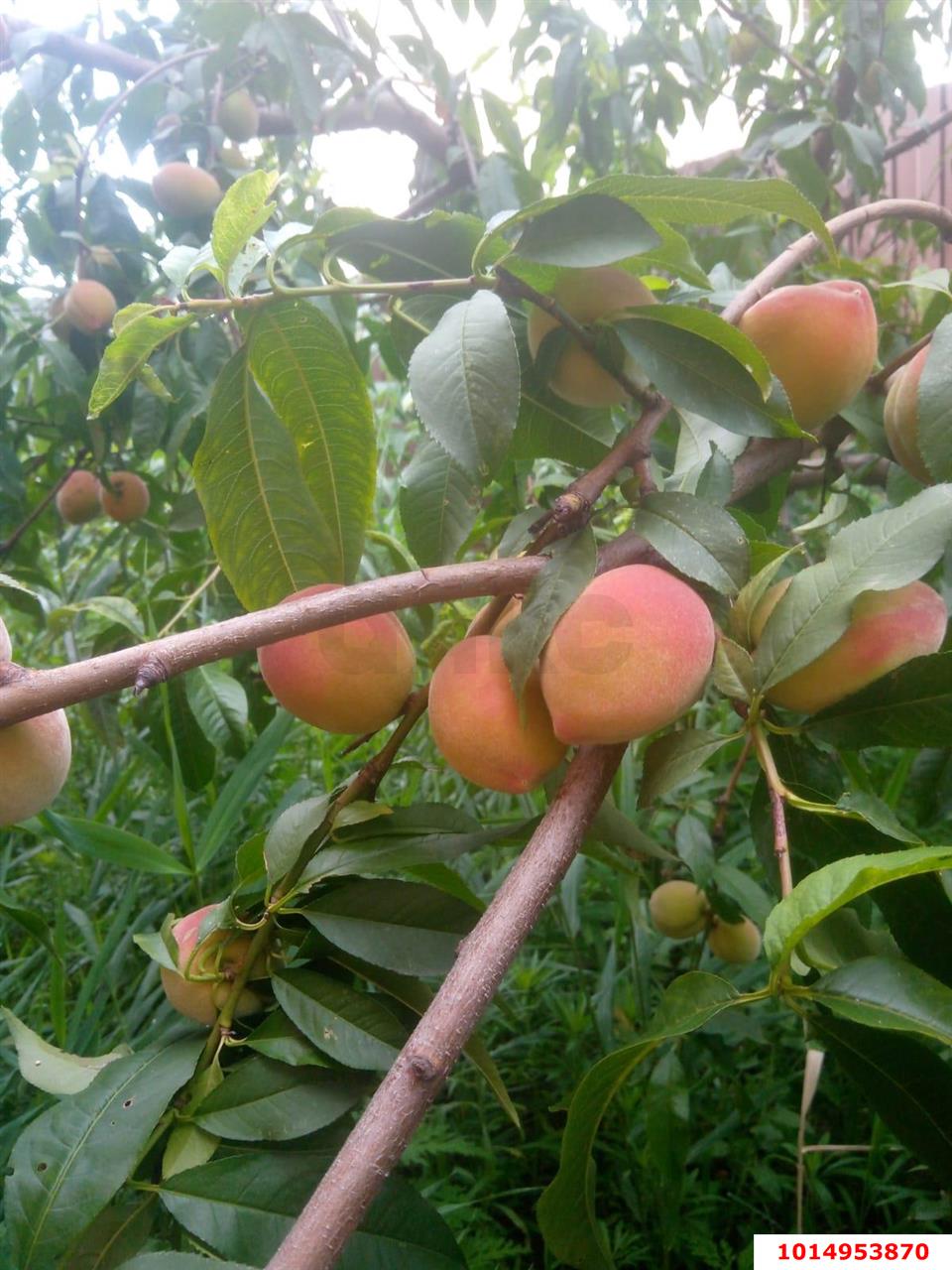 Фото №13: Дуплекс 108 м² + 2.77 сот. - Старобжегокай, ул. Дружбы