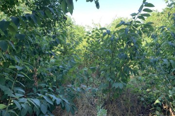 Фото №2: Дом 46 м² - НСТ Прогресс, мкр. Прикубанский внутригородской округ, ул. Сливовая, 129