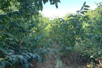 Фото №3: Земельный участок 8.89 сот. - НСТ Прогресс, мкр. Прикубанский внутригородской округ, ул. Сливовая, 129