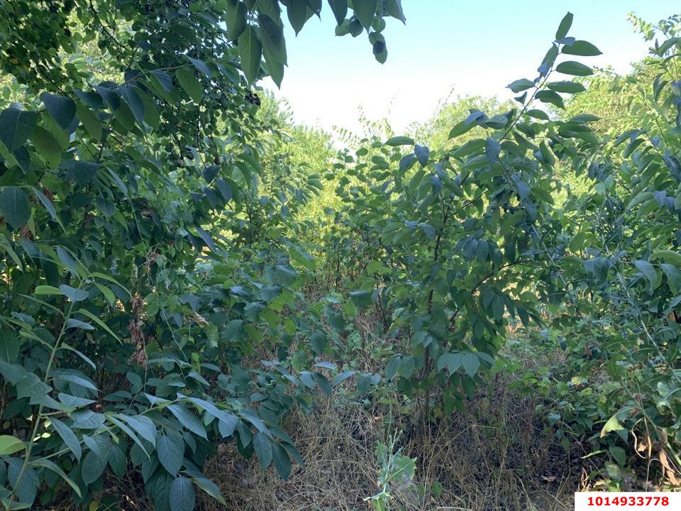 Фото №3: Участок садоводство 8.89 сот. - НСТ Прогресс, Прикубанский внутригородской округ, ул. Сливовая, 129