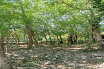 Фото №4: Земельный участок 8 сот. - Лермонтово, ст Бодрость, ул. Садовая, 20