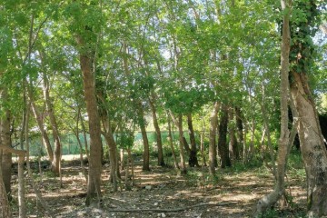 Фото №4: Земельный участок под ИЖС 8 сот. - Лермонтово, ст Бодрость, ул. Садовая, 20