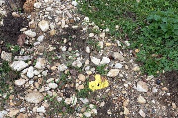 Фото №4: Личное подсобное хозяйство - Новосвободная, ул. Комсомольская, 3