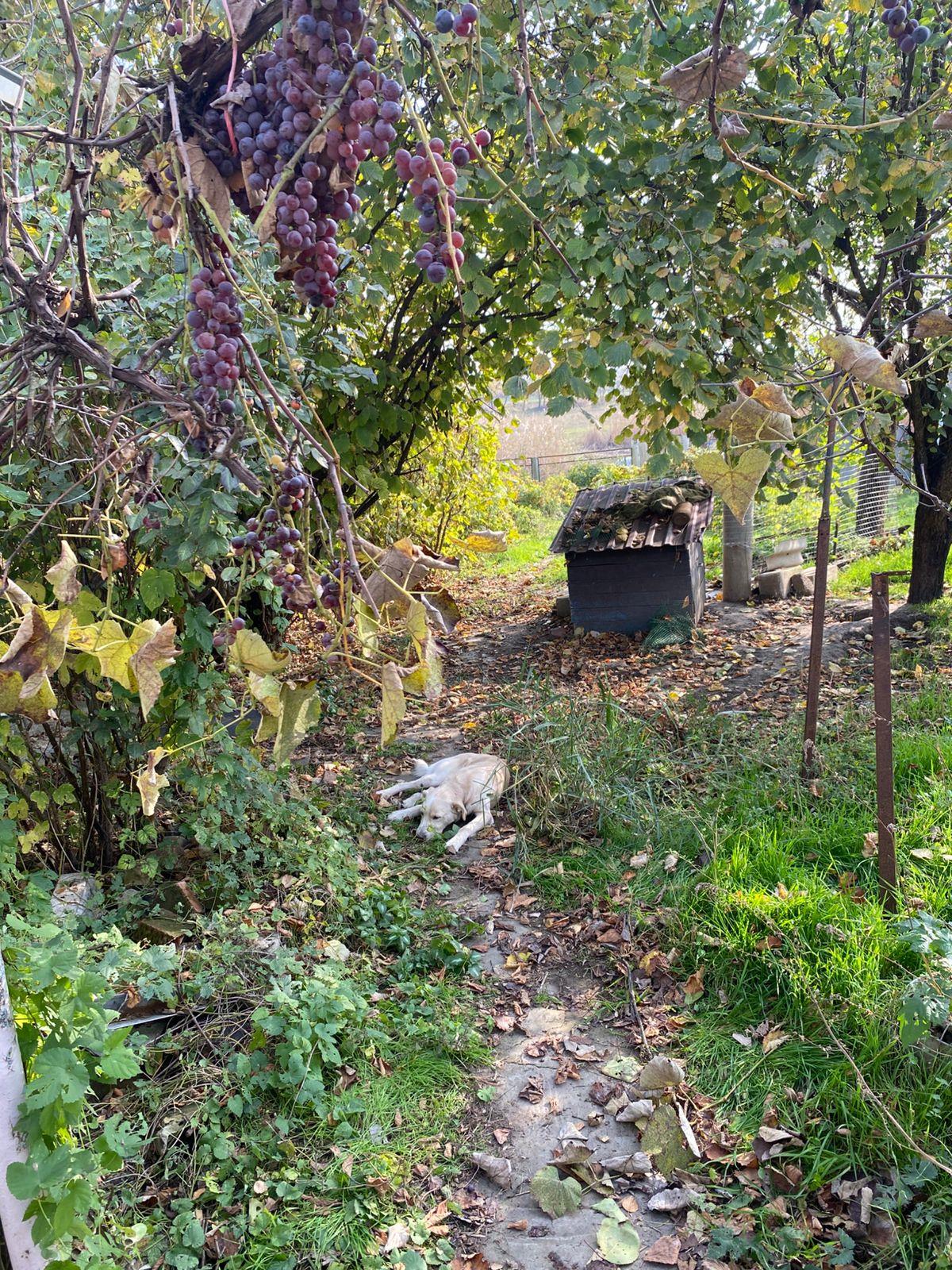 Фото №11: Дом 38 м² + 18.45 сот. - Марьянская, ул. Южная, 14