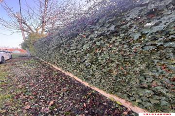 Фото №1: Земельный участок 8.1 сот. - Елизаветинская, ст Фруктовый, ул. Клубничная, 195