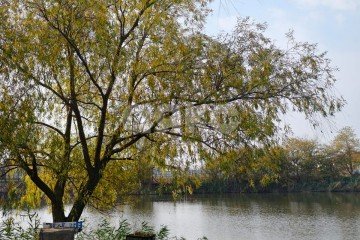 Фото №3: Земельный участок под ИЖС - Кореновск, ул. Колхозная