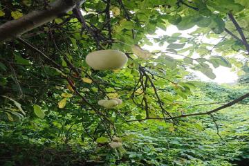 Фото №4: Земельный участок 4 сот. - Мечта, мкр. Карасунский внутригородской округ, ул. Персиковая, 129