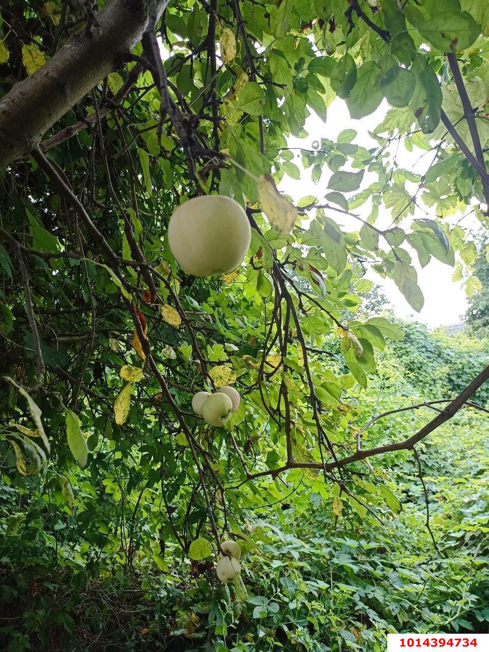 Фото №4: Земельный участок 4 сот. - Мечта, мкр. Карасунский внутригородской округ, ул. Персиковая, 129