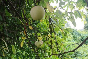 Фото №4: Участок садоводство 4 сот. - Мечта, мкр. Карасунский внутригородской округ, ул. Персиковая, 129