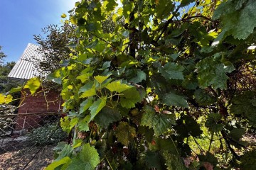 Фото №5: Дом 45 м² - Елизаветинская, ст Речник, ул. Речная