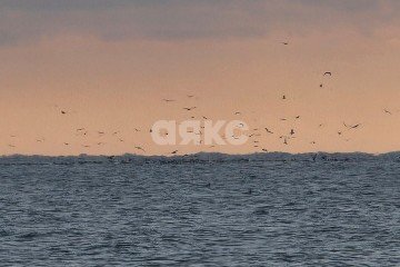 Фото №3: Земельный участок под ИЖС - Белосарайская Коса, ул. Безуха, 139А