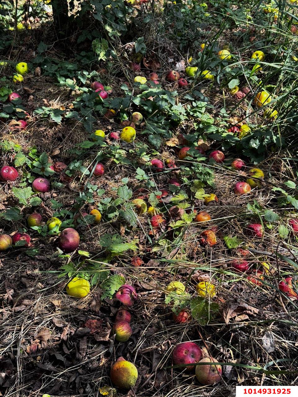 Фото №11: Дом 48 м² + 6 сот. - Елизаветинская, Прикубанский внутригородской округ, ст Кубань-1, ул. Вишнёвая, 177