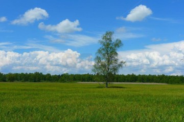 Фото №5: Участок садоводство 9.9 сот. - Большевик, ул. Кубанская, 15
