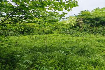 Фото №4: Земельный участок 15 сот. - Шенджий, ул. Фучика, 8