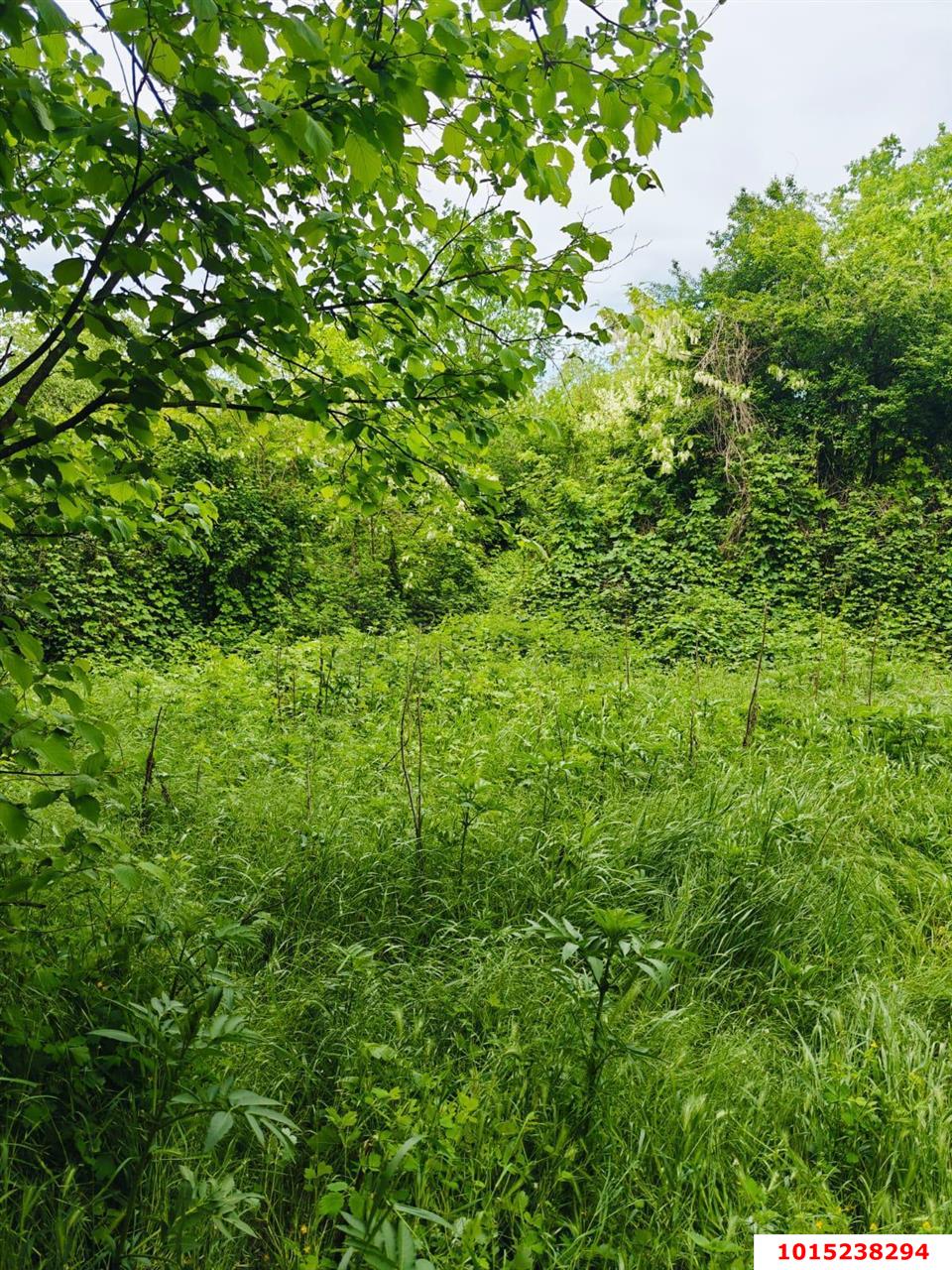 Фото №4: Земельный участок под ИЖС 15 сот. - Шенджий, ул. Фучика, 8