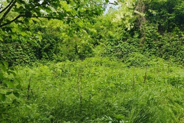 Фото №4: Земельный участок под ИЖС 15 сот. - Шенджий, ул. Фучика, 8