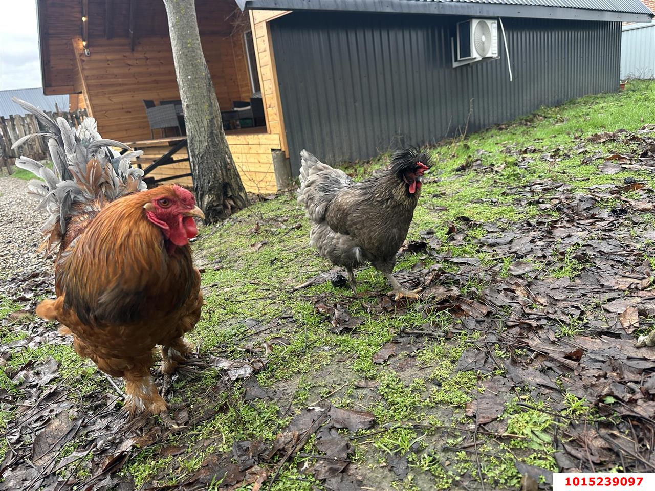 Фото №15: Дом 62 м² + 15 сот. - Новомышастовская, ул. Рабочая