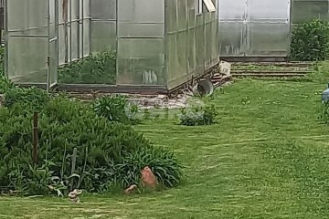 Фото №2: Личное подсобное хозяйство - Шевёлкино, 23