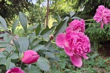 Фото №3: Участок садоводство 9.38 сот. - Янтарь, мкр. Карасунский внутригородской округ, ул. Янтарная, 183