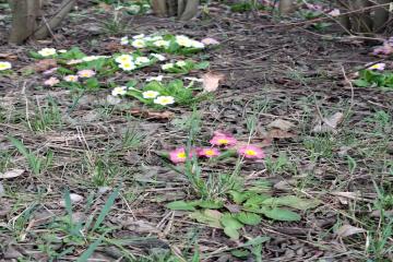 Фото №2: Земельный участок 9.38 сот. - Янтарь, мкр. Карасунский внутригородской округ, ул. Янтарная, 183